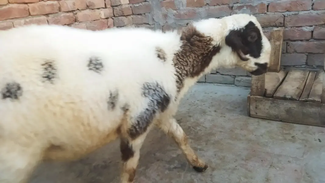 Healthy and Active Dumbah / Sheep For Sale — photo 2