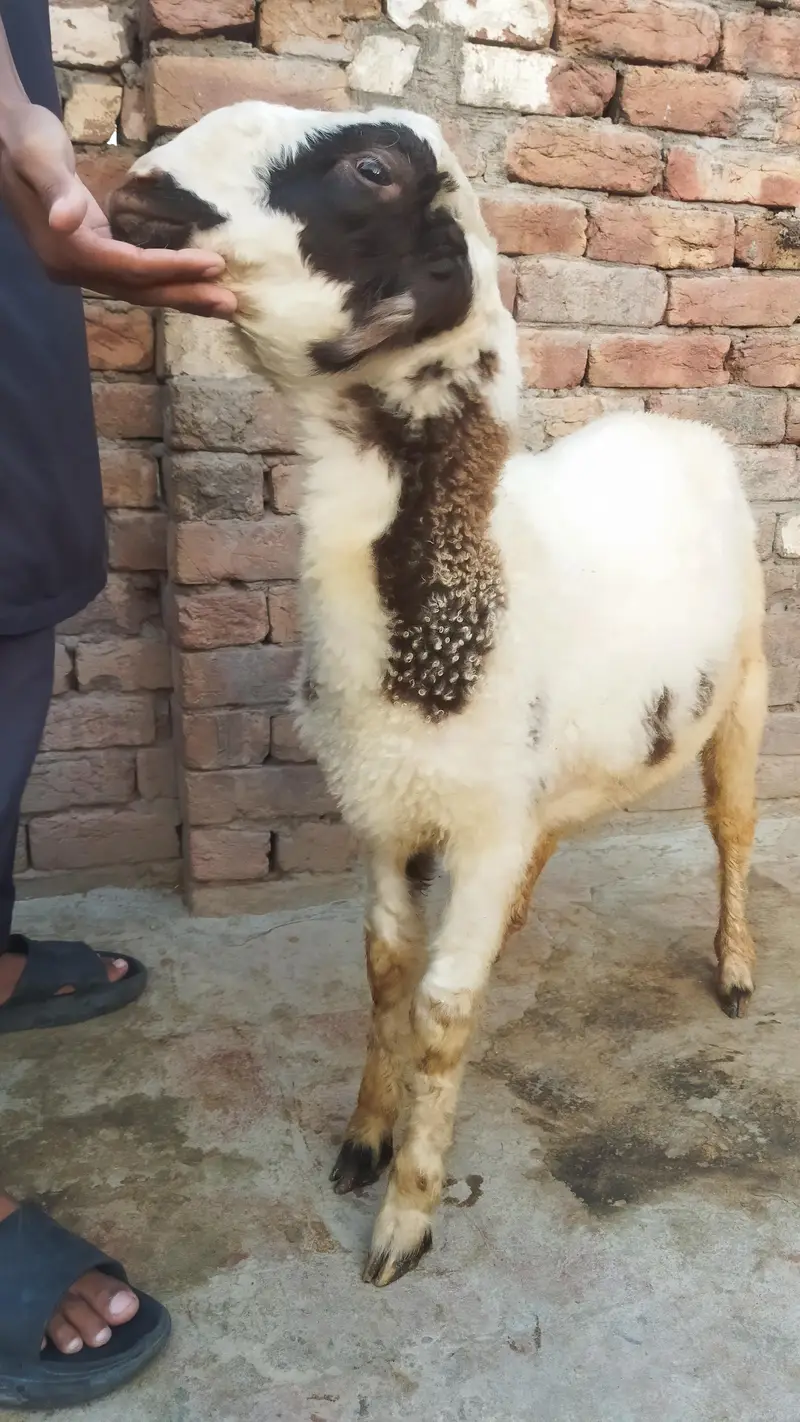 Healthy and Active Dumbah / Sheep For Sale — photo 3