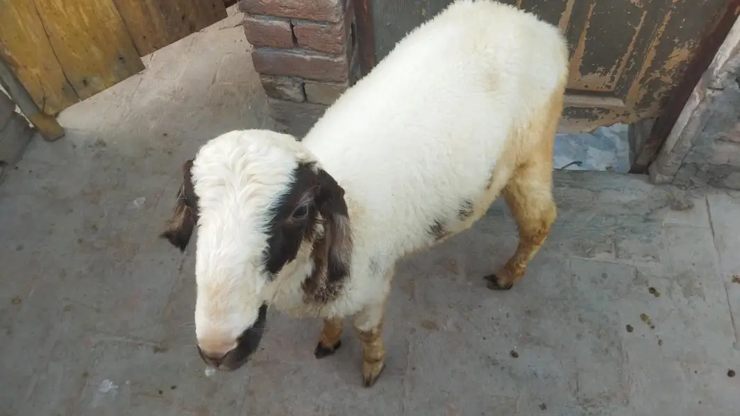 Healthy and Active Dumbah / Sheep For Sale — photo 4