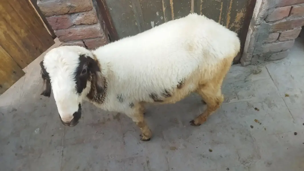 Healthy and Active Dumbah / Sheep For Sale — photo 5