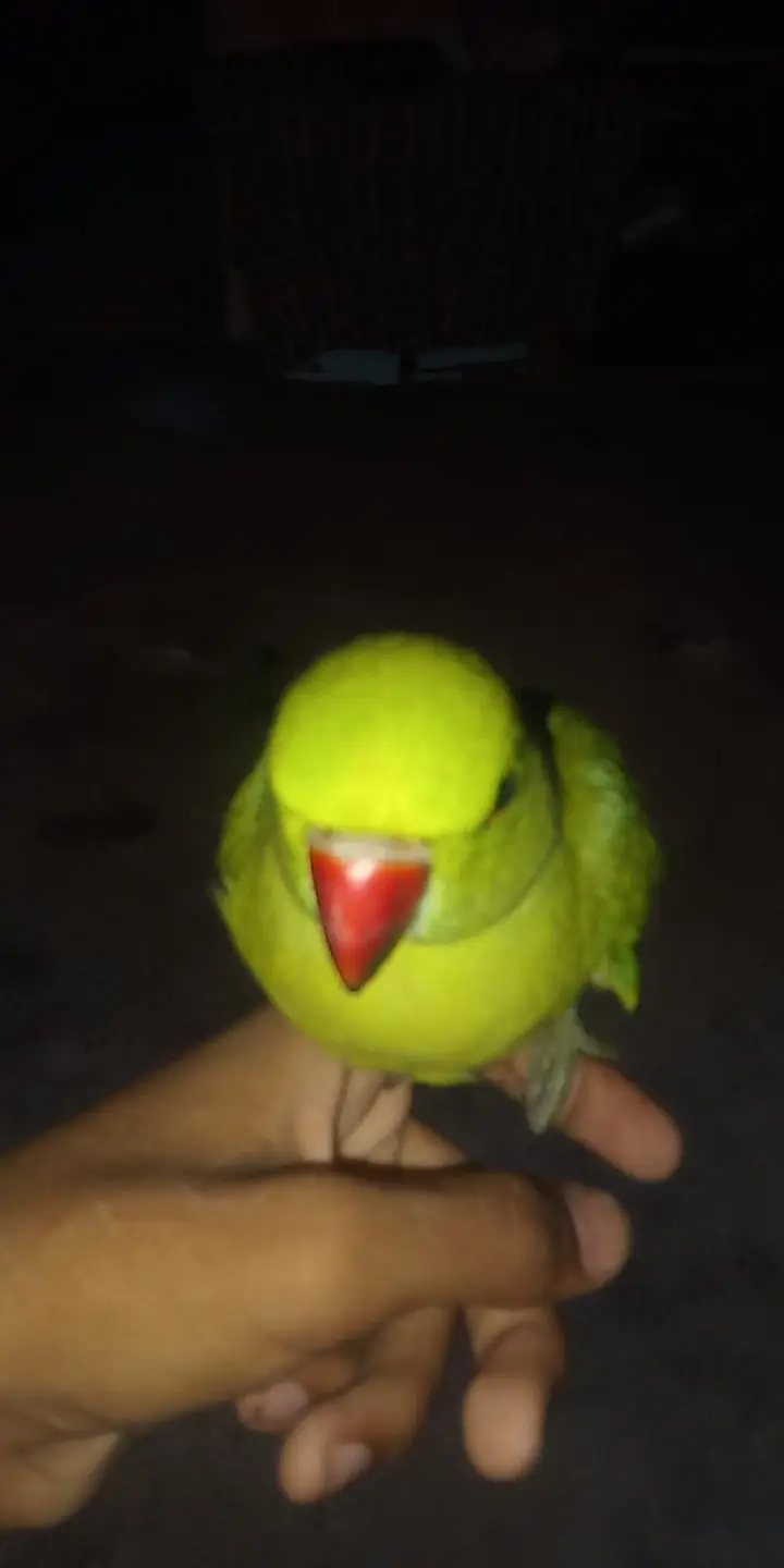 bohot acha tame bird ha har Kisi ka pas aga ta ha — photo 2