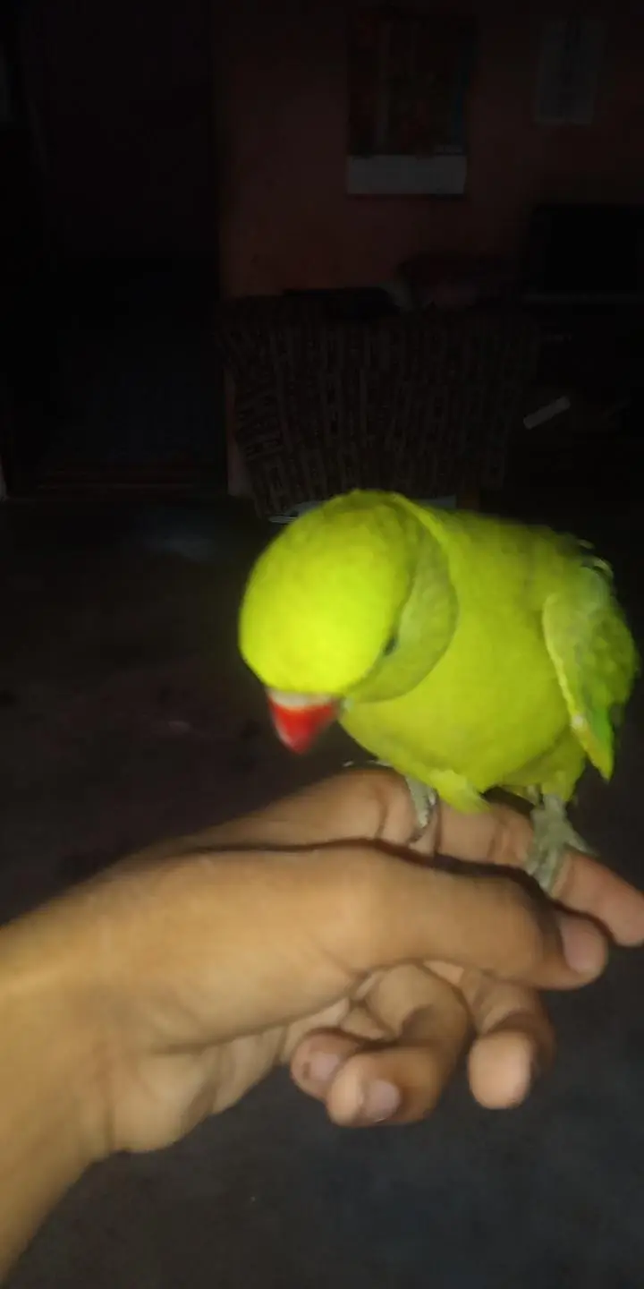 bohot acha tame bird ha har Kisi ka pas aga ta ha — photo 3