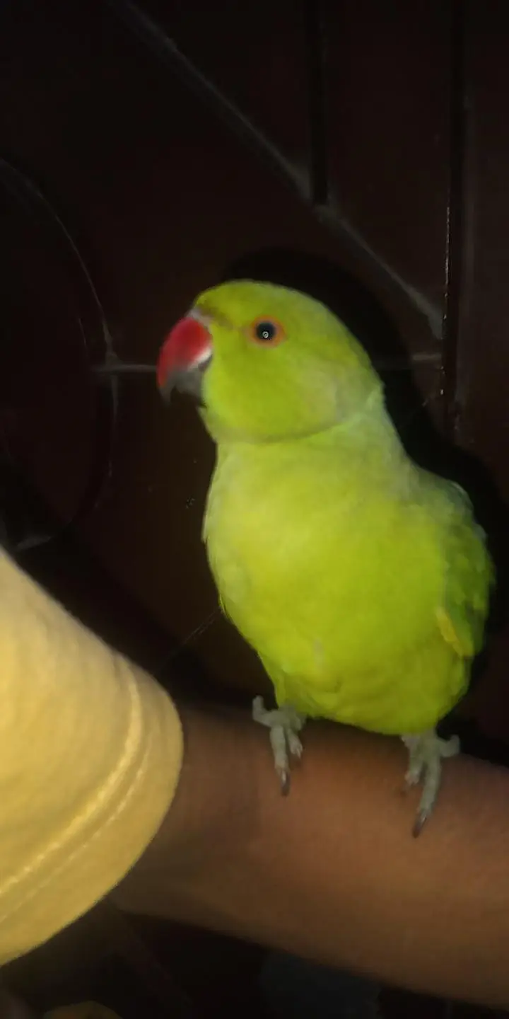 bohot acha tame bird ha har Kisi ka pas aga ta ha — photo 4