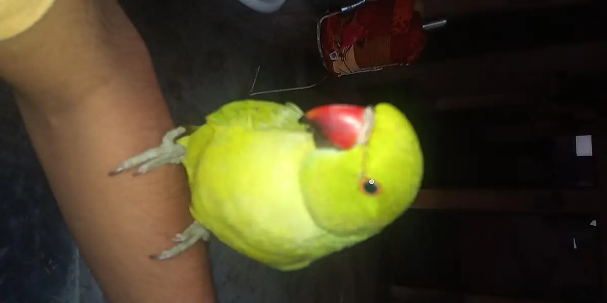 bohot acha tame bird ha har Kisi ka pas aga ta ha — photo 5