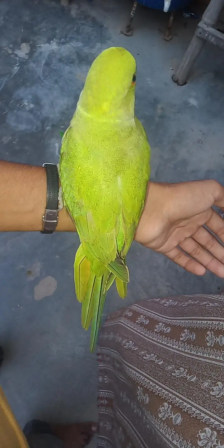 bohot acha tame bird ha har Kisi ka pas aga ta ha — photo 6