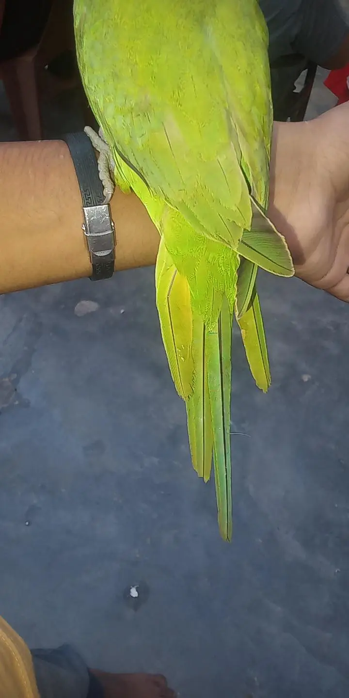 bohot acha tame bird ha har Kisi ka pas aga ta ha — photo 7