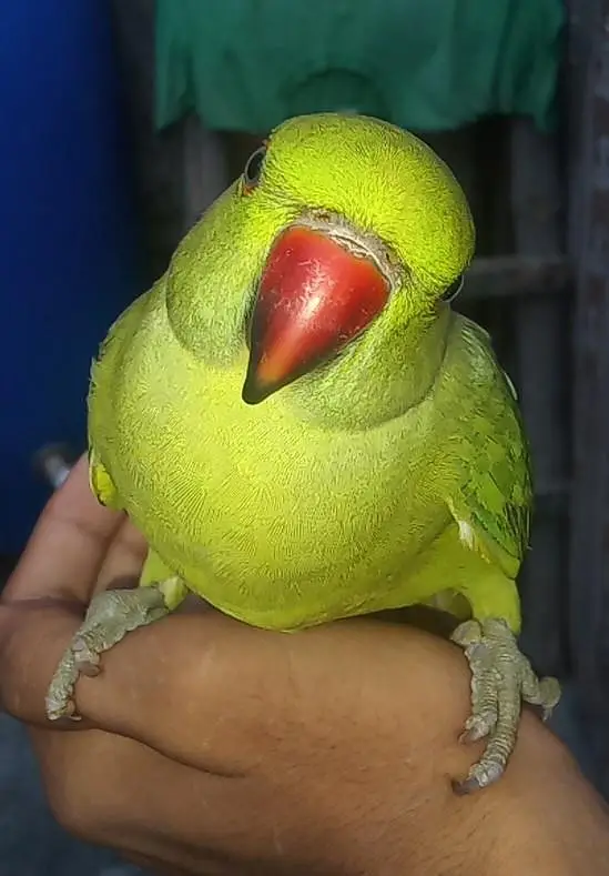 bohot acha tame bird ha har Kisi ka pas aga ta ha — photo 8