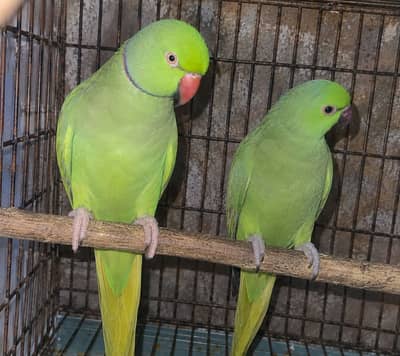 Green parrot healthy talking pair