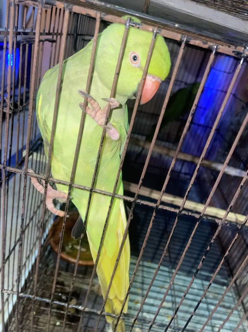 Green parrot healthy talking pair — photo 2