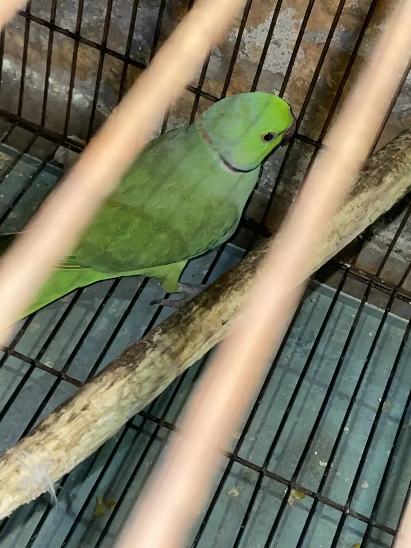 Green parrot healthy talking pair — photo 3