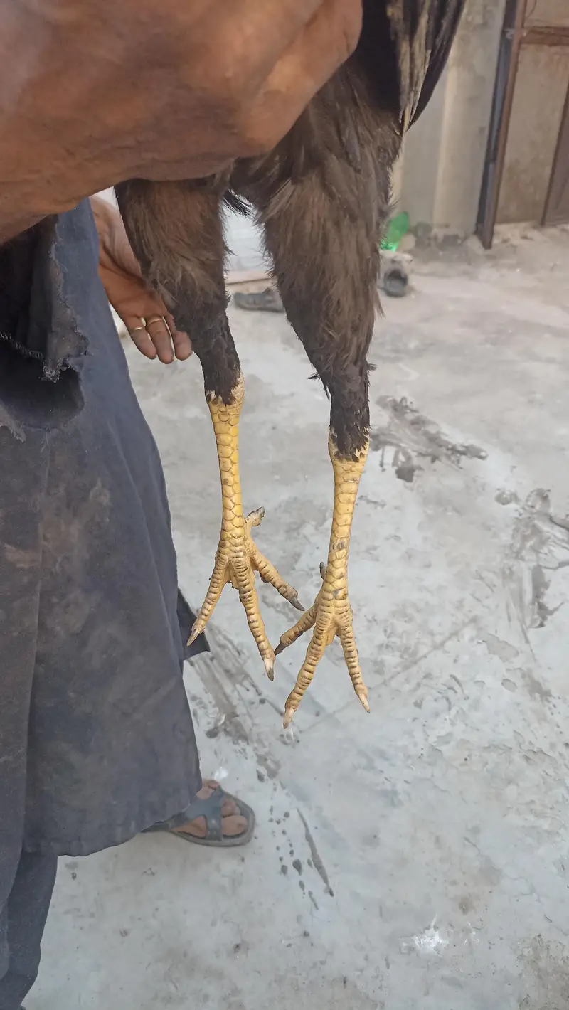 thai cross or pakistani  pathy or murgiya — photo 5