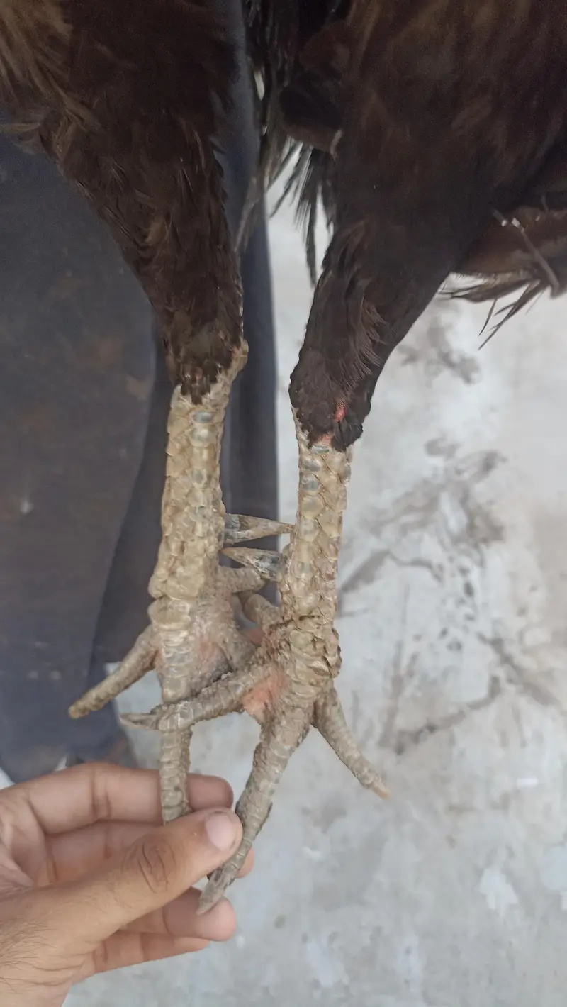 thai cross or pakistani  pathy or murgiya — photo 7