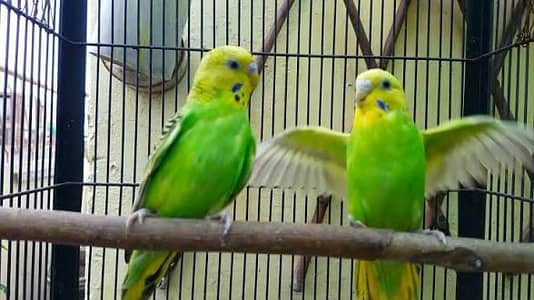 bugri toty