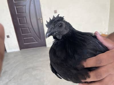 Ayam cemani grey