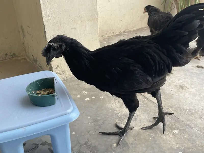 Ayam cemani grey — photo 3