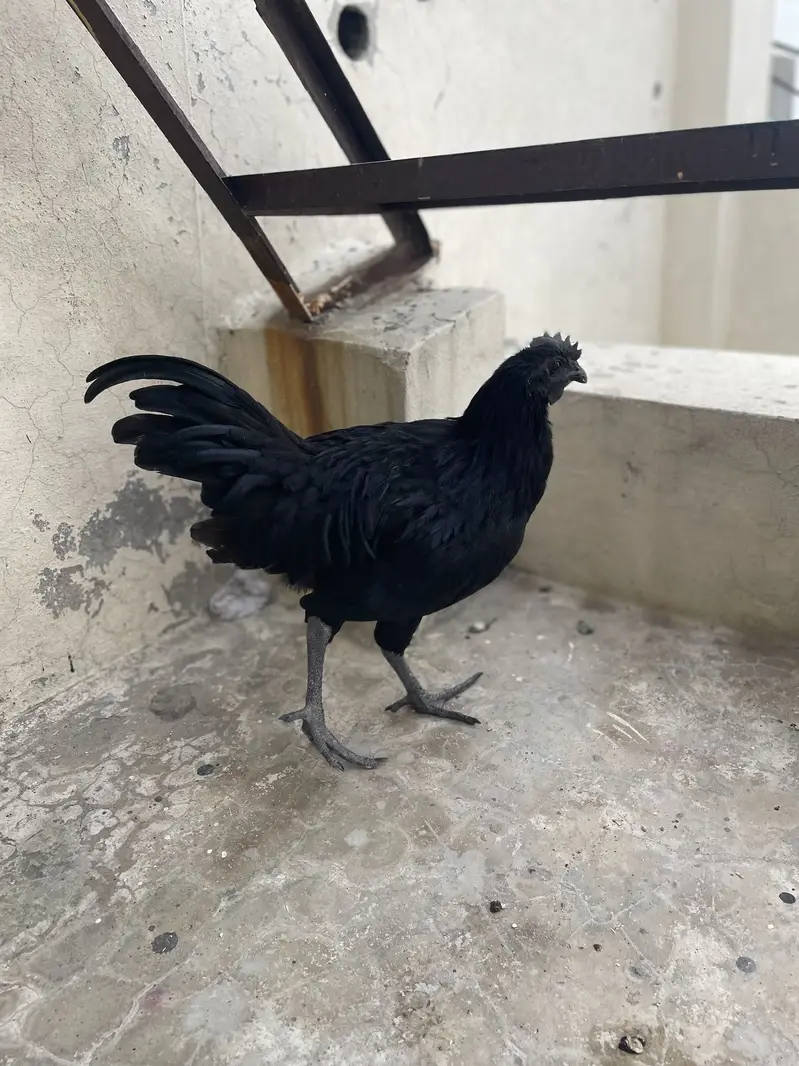 Ayam cemani grey — photo 4