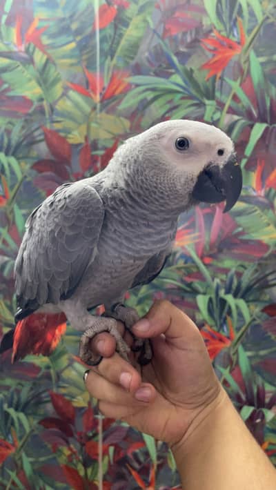 African grey female