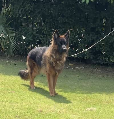 German Shepherd Long coat