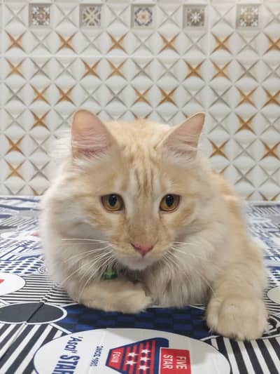 Stunning Cream Ginger Male Cat