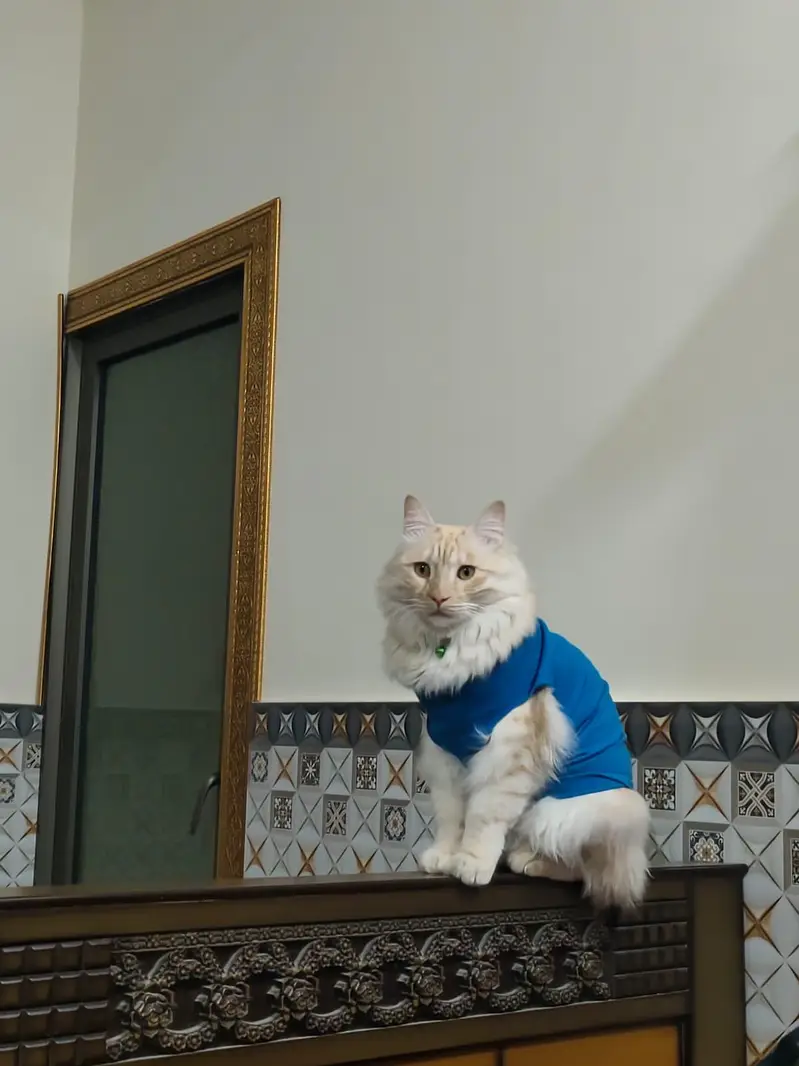Stunning Cream Ginger Male Cat — photo 2