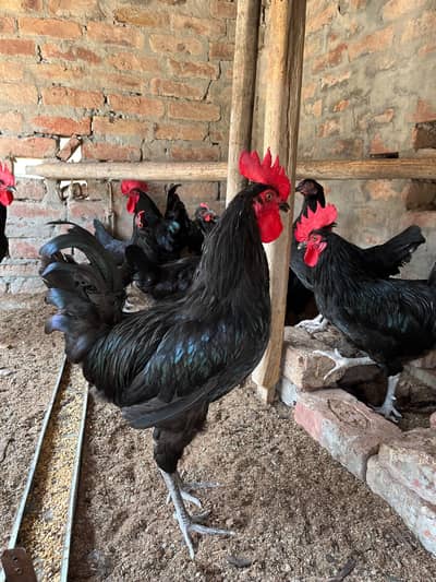 Australorp hens