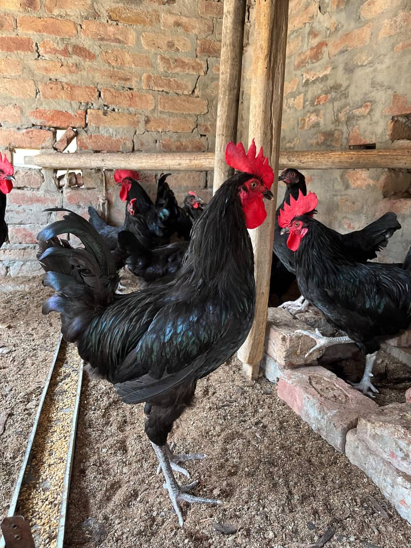 Australorp hens 0