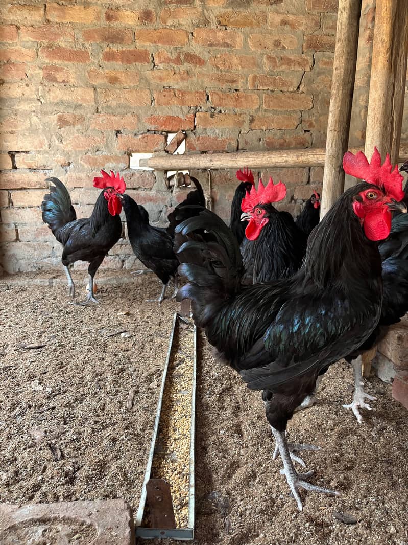 Australorp hens 1