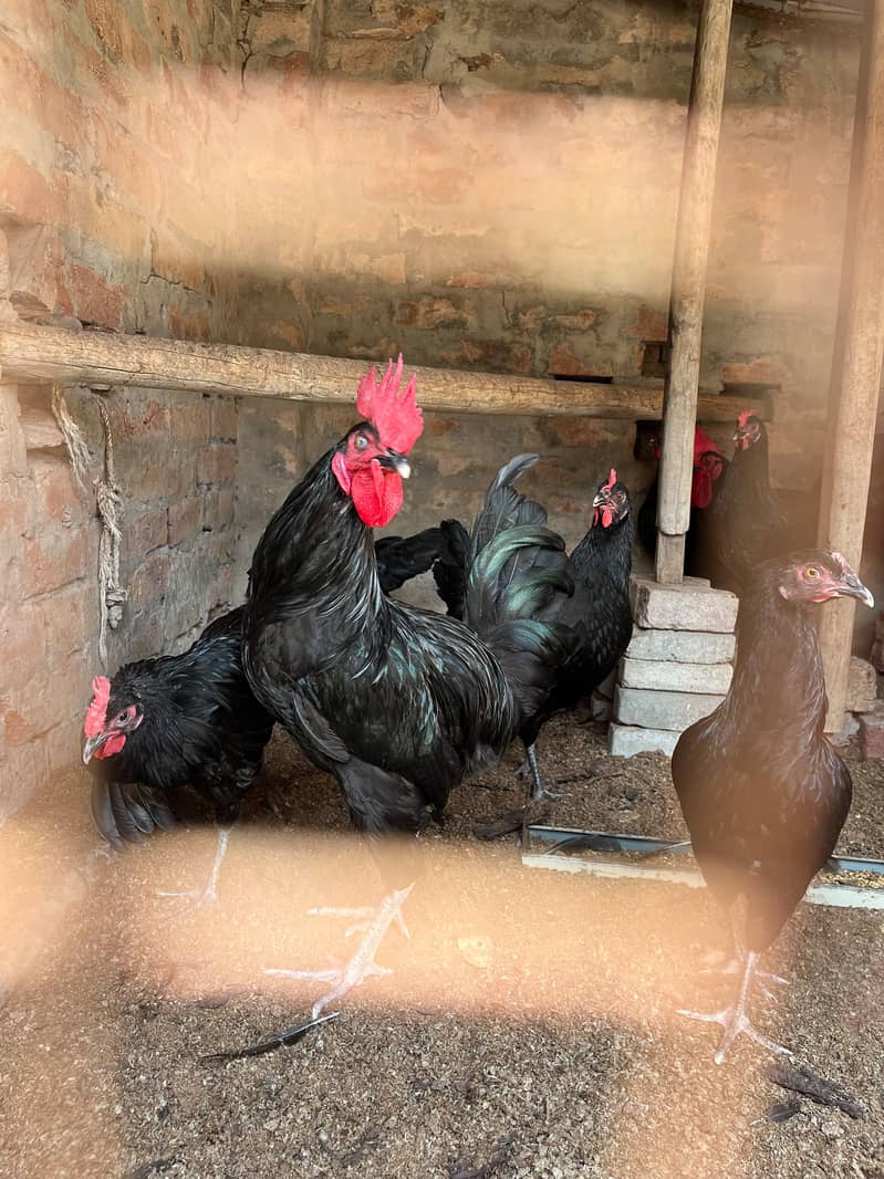 Australorp hens 3