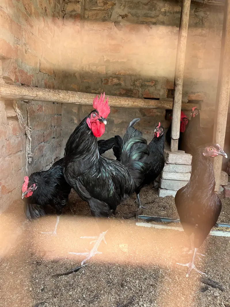 Australorp hens — photo 4