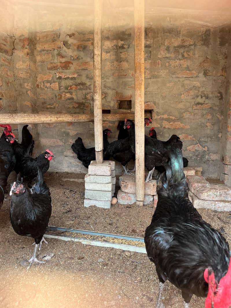Australorp hens 5