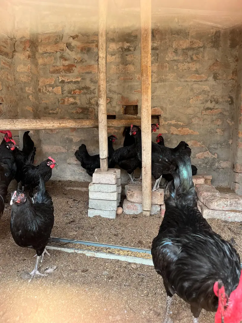 Australorp hens — photo 6