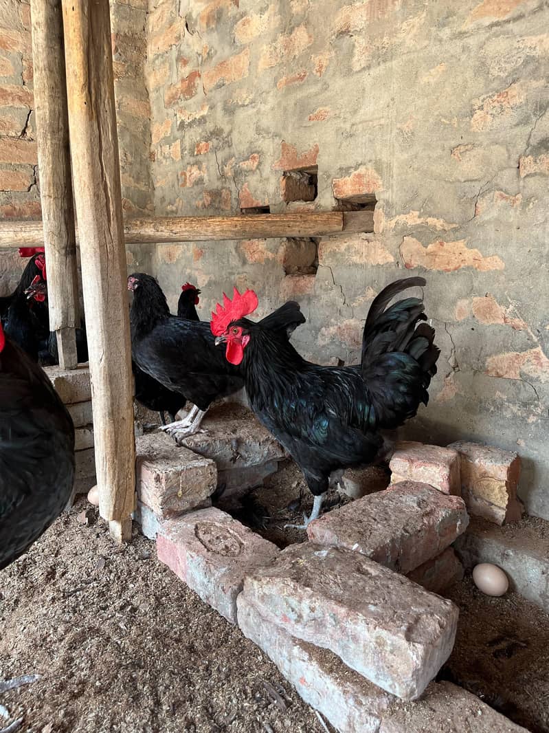 Australorp hens 6