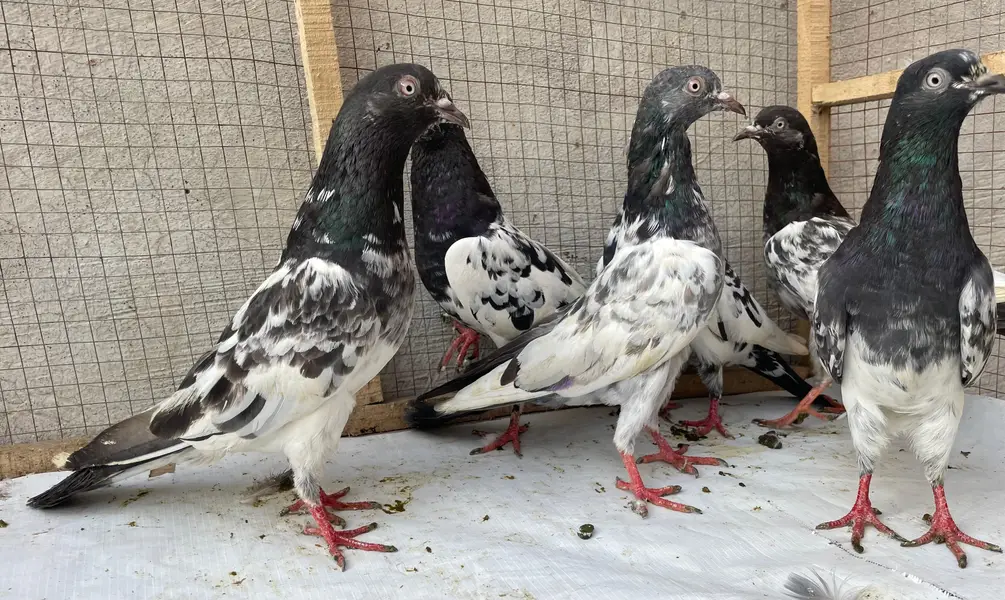 tedy golden bredr female s — photo 2