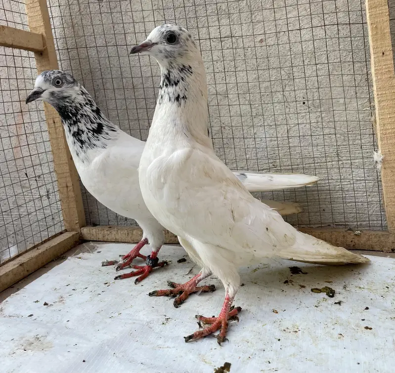 tedy golden bredr female s — photo 3