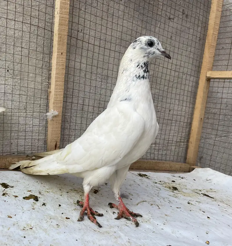 tedy golden bredr female s — photo 4