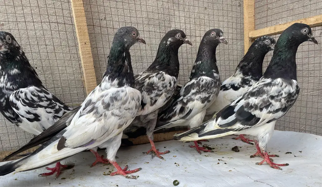 tedy golden bredr female s — photo 5