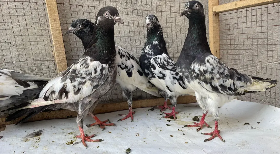 tedy golden bredr female s — photo 8