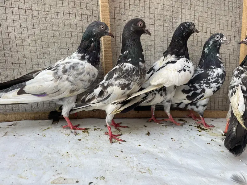 tedy golden bredr female s — photo 9