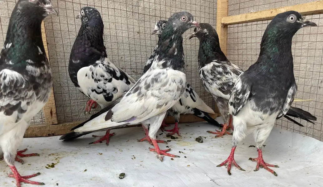 tedy golden bredr female s — photo 10
