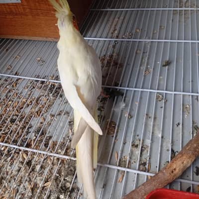 4 month old cockateil pathi for sale . . . . . . nail tail fly sab ok