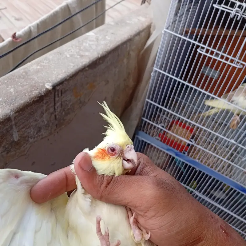 4 month old cockateil pathi for sale . . . . . . nail tail fly sab ok — photo 2