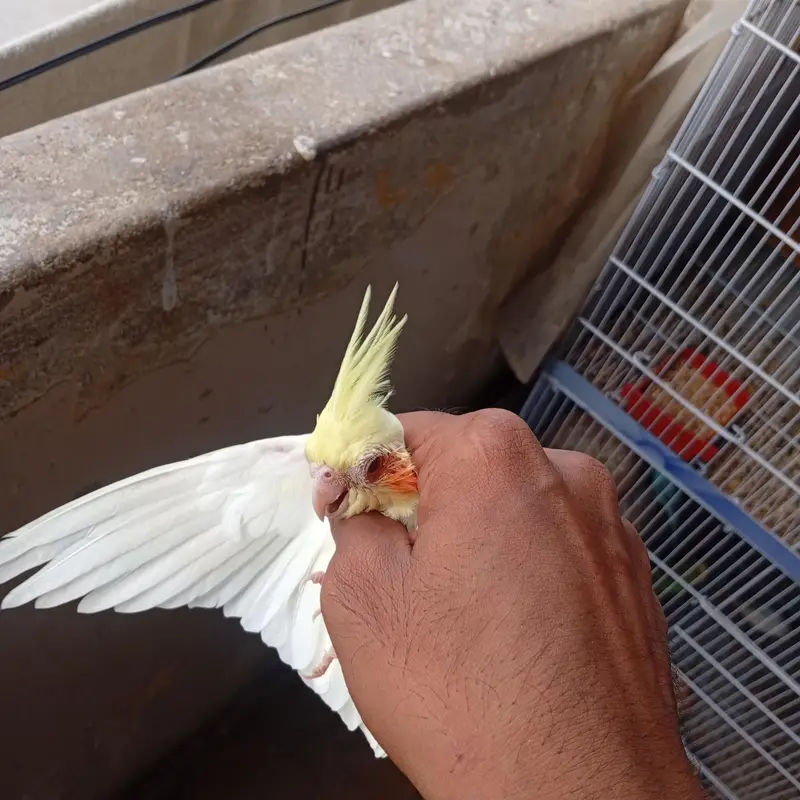 4 month old cockateil pathi for sale . . . . . . nail tail fly sab ok — photo 3