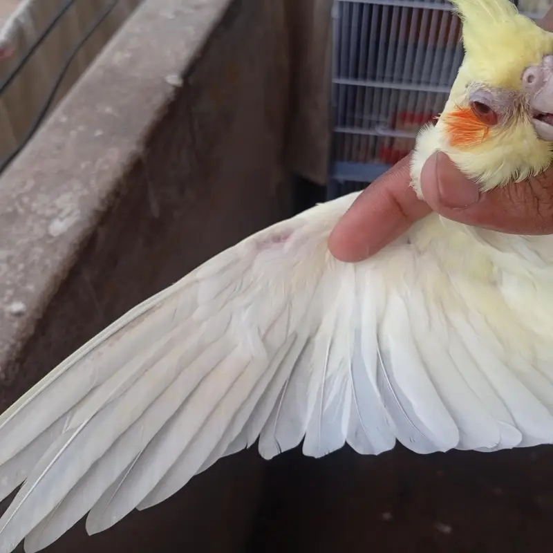 4 month old cockateil pathi for sale . . . . . . nail tail fly sab ok — photo 4