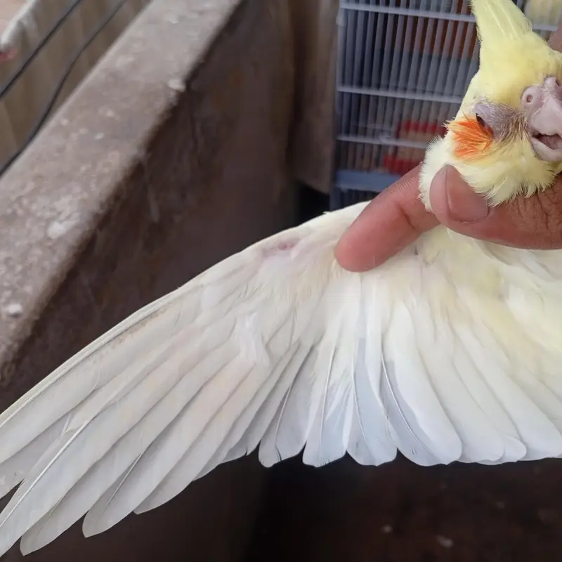 4 month old cockateil pathi for sale . . . . . . nail tail fly sab ok — photo 5