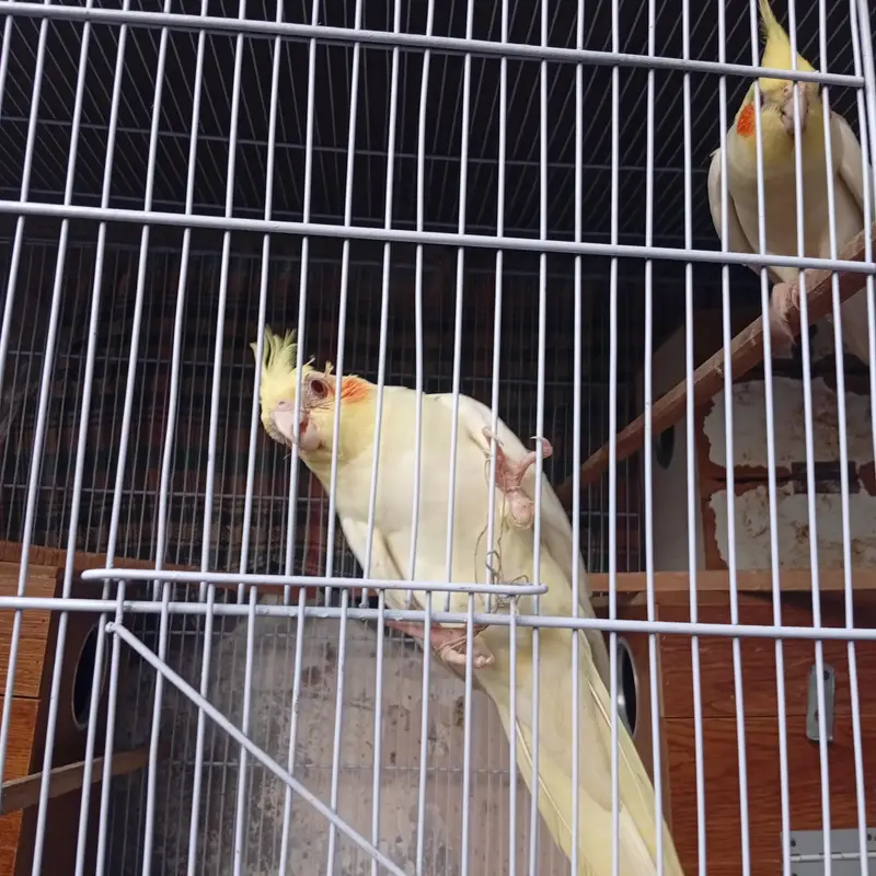 4 month old cockateil pathi for sale . . . . . . nail tail fly sab ok — photo 6