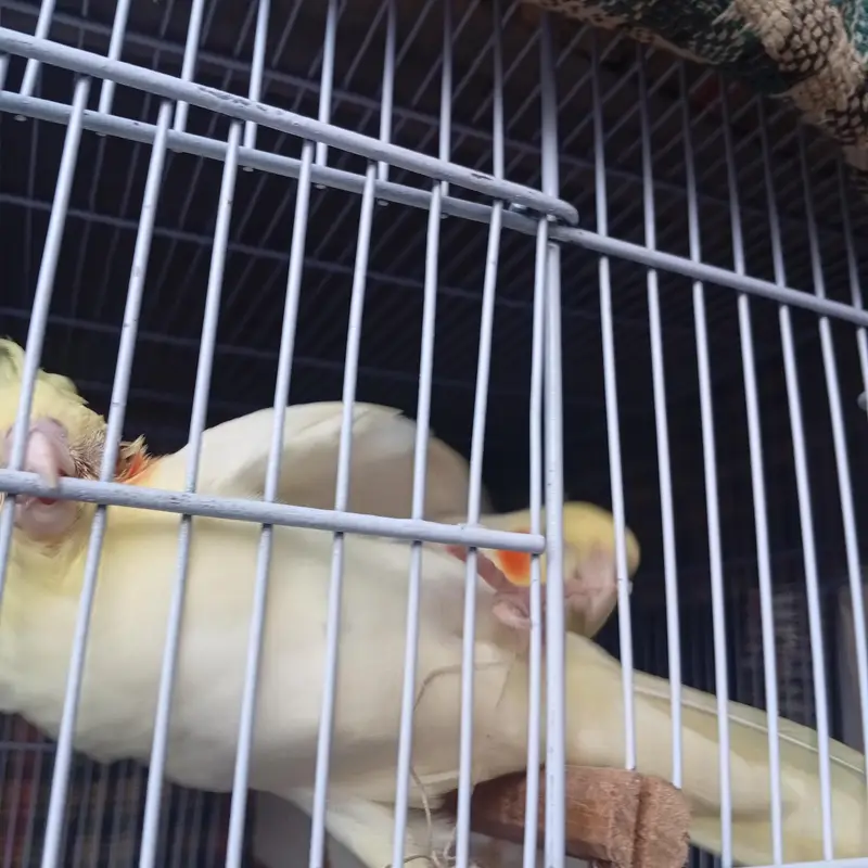4 month old cockateil pathi for sale . . . . . . nail tail fly sab ok — photo 7