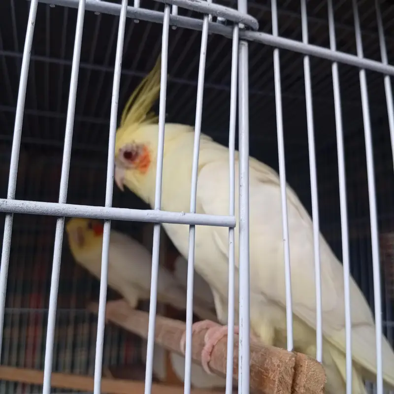 4 month old cockateil pathi for sale . . . . . . nail tail fly sab ok — photo 8