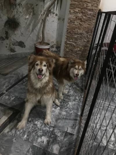 Alaskan Malamute and Siberian Husky