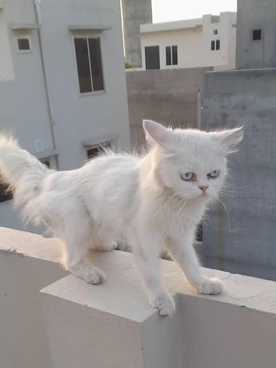 blue eyes persian cat