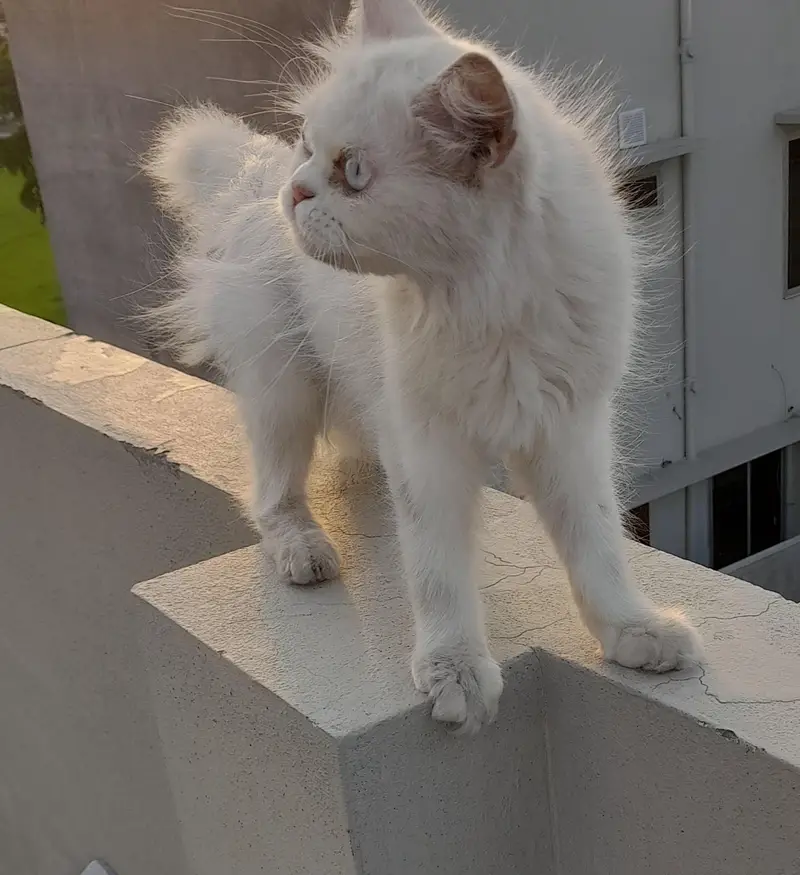 blue eyes persian cat — photo 2